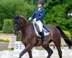 dressage horse Grossino M (Rhinelander, 2002, from Grosso Z)