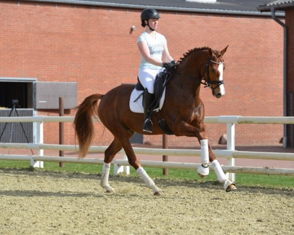 horse Faber (Oldenburg, 2015, from Farrell)