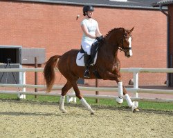horse Faber (Oldenburg, 2015, from Farrell)