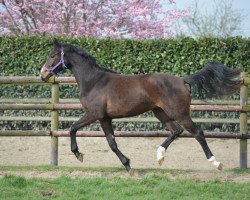 horse Hirten Love (Oldenburg, 2016, from Grey Flanell)