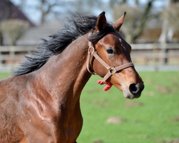 dressage horse Fitzcarraldo (Hanoverian, 2017, from Fuechtels Floriscount OLD)
