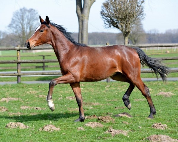 horse Boomer (Oldenburg, 2017, from Bon Coeur)