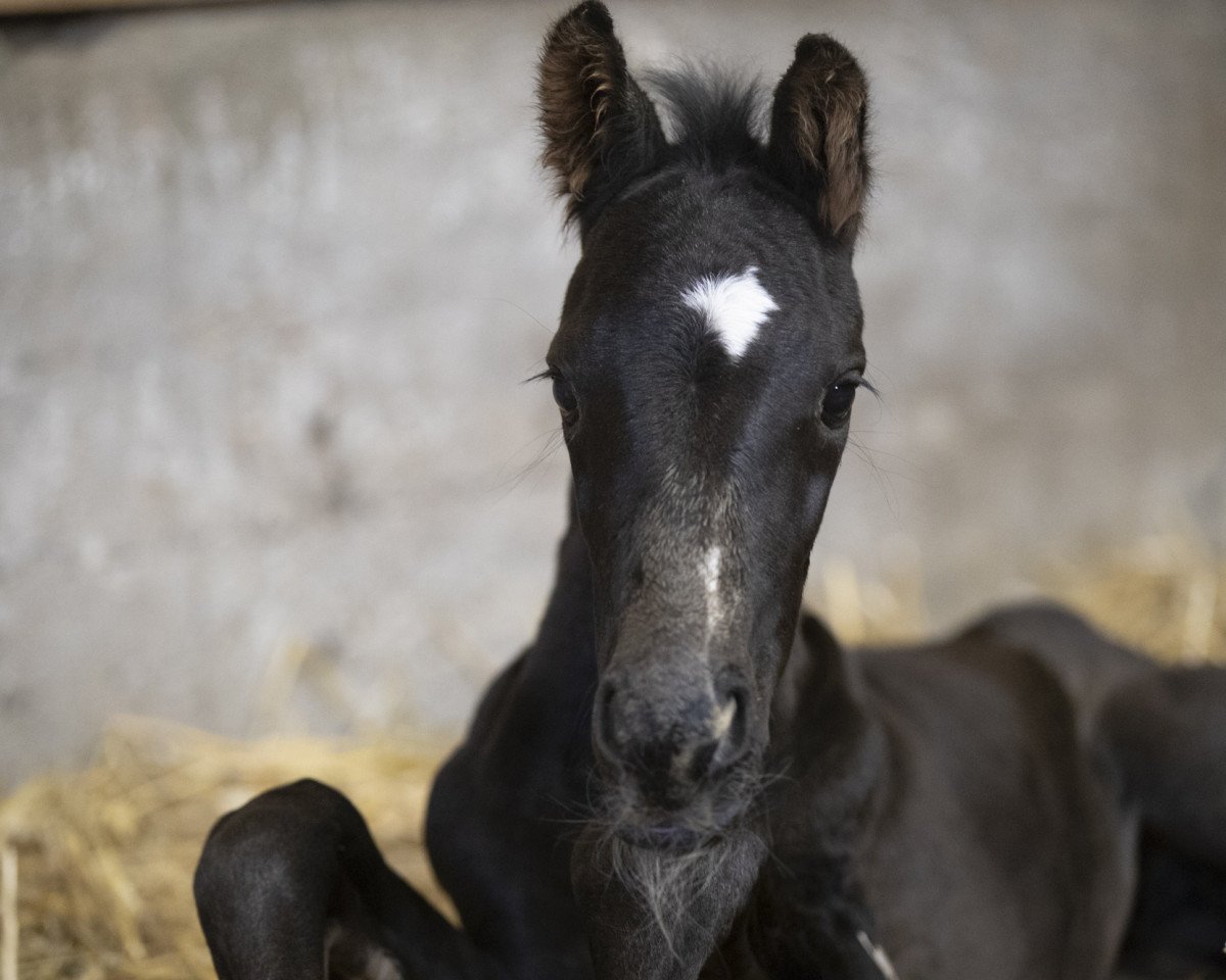 Pferd Select It KM (Österreichisches Warmblut, 2018, von Secret)