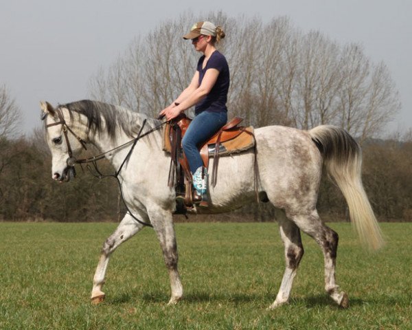 horse Ermelo (Arabian purebred, 2010, from Poganin ox)