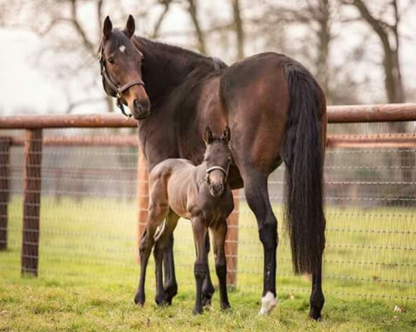 broodmare Treve xx (Thoroughbred, 2010, from Motivator xx)