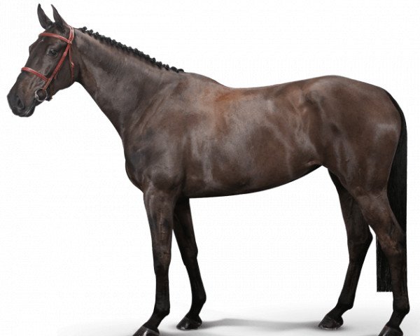 horse Gill Belle Amie - S (KWPN (Royal Dutch Sporthorse), 2011, from Ukato)