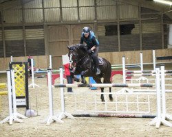 Pferd El Diva (KWPN (Niederländisches Warmblut), 2009)