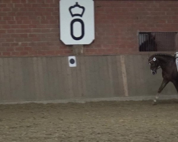 Reitturnier Lembeck 2018