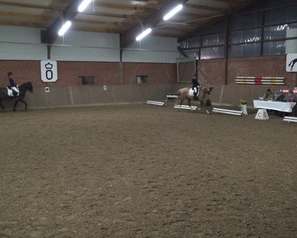 Reitturnier Lembeck 2018
