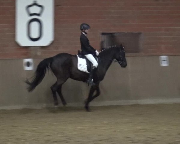 Reitturnier Lembeck 2018