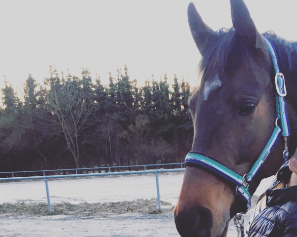 dressage horse Tullibards Classic (Irish Sport Horse, 2010, from Unbekannt IR)