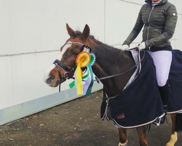 dressage horse Evita 258 (Welsh-Pony (Section B), 2000, from Ernestino)