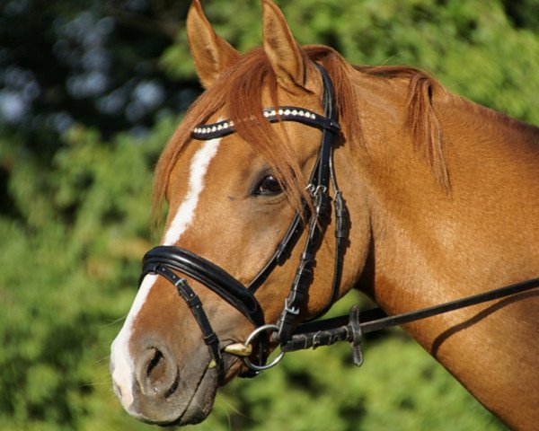 Dressurpferd Devil's Dream 2 (Deutsches Reitpony, 2012, von Danny Gold)