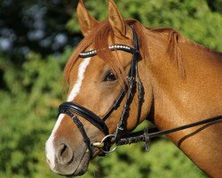 Dressurpferd Devil's Dream 2 (Deutsches Reitpony, 2012, von Danny Gold)