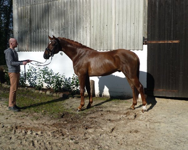 horse Hengst von Livaldon/Wolkenstein II (Hanoverian, 2015, from Livaldon)
