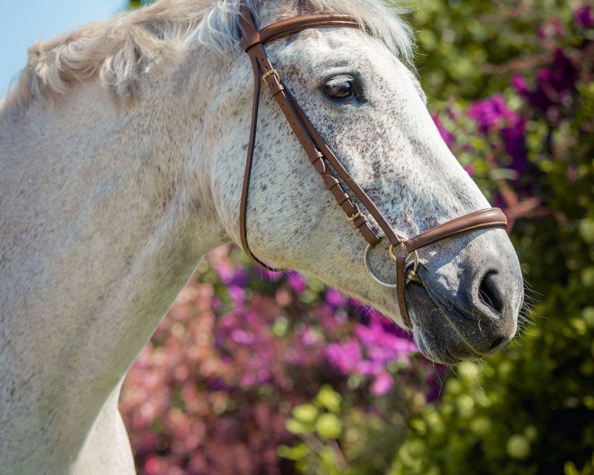 broodmare Evita 312 (German Sport Horse, 2003, from Expo'se)