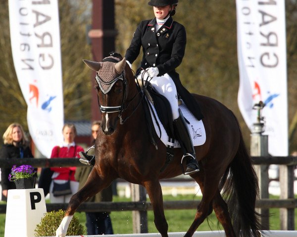 dressage horse Little Rock (Bavarian, 2007, from Donnerball)