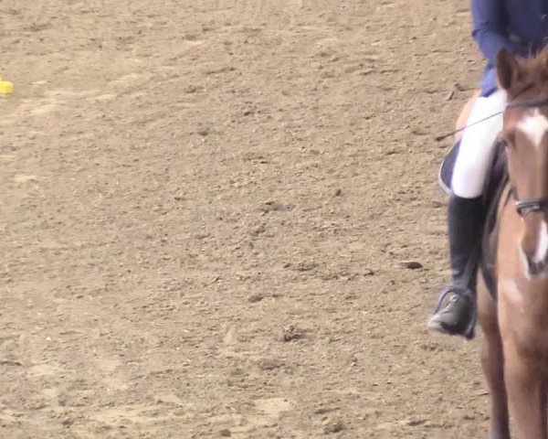 Reitturnier Vlotho-Exter 2018