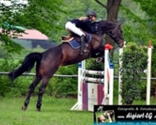 broodmare Zorca (Holsteiner, 2007, from Coriano) broodmare Zorca (Holsteiner, 2007, from Coriano)