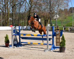 jumper Quality Touch 5 (KWPN (Royal Dutch Sporthorse), 2011, from Quality Time)