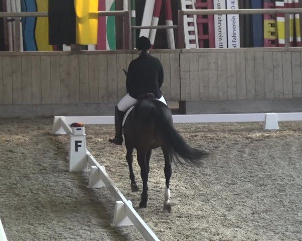 Reitturnier Heidelberg-Kirchheim 2018