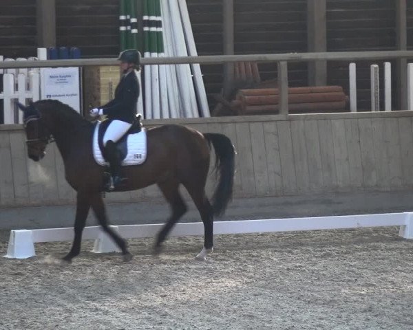 Reitturnier Heidelberg-Kirchheim 2018