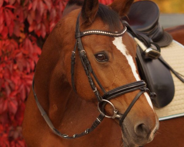 horse Püppchen 20 (Westphalian, 2000, from Port Said 10)