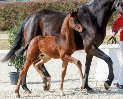 Pferd Great Pretender (Westfale, 2018, von Great Schufro)