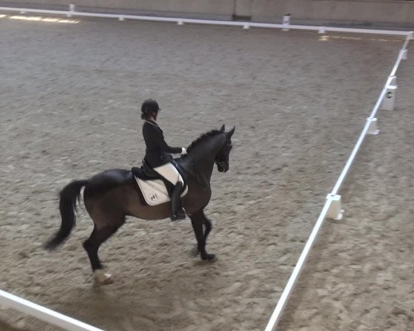 Reitturnier Heidelberg-Kirchheim 2018