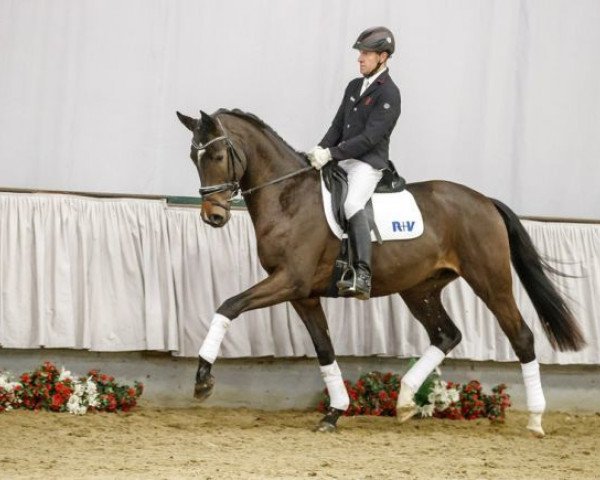 Pferd Don Berila (Westfale, 2015, von Don Nobless)