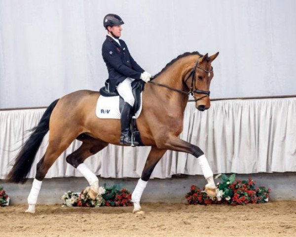 Pferd Emporio (Westfale, 2014, von Escolar)