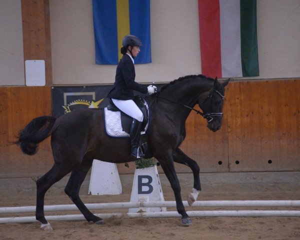 horse Garibaldi (Austrian Warmblood, 2007, from Grandeur)