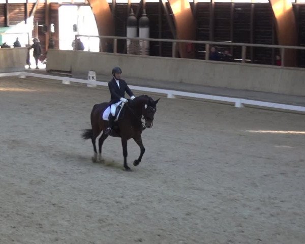 Reitturnier Heidelberg-Kirchheim 2018