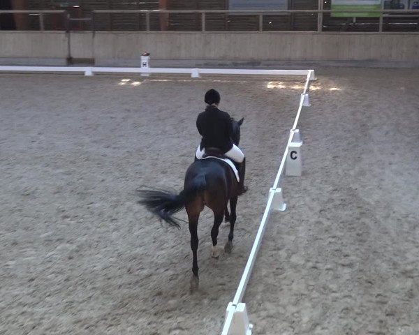 Reitturnier Heidelberg-Kirchheim 2018