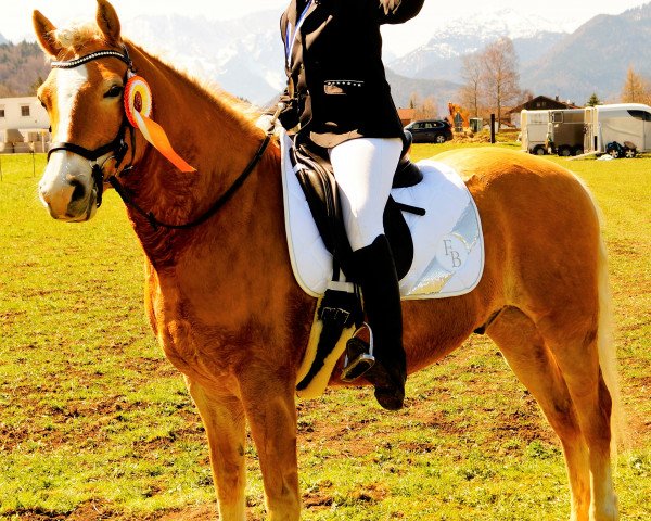 Dressurpferd Nepomuk (4,69% ox) (Edelbluthaflinger, 2010, von Niagara (4,69% ox))
