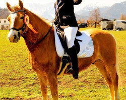 Dressurpferd Nepomuk (4,69% ox) (Edelbluthaflinger, 2010, von Niagara (4,69% ox))
