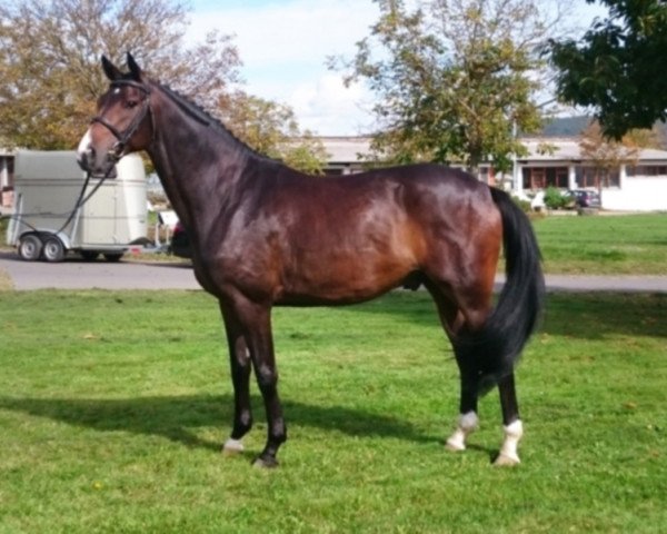 horse Hamilton 50 (Hanoverian, 2013, from Hofrat)