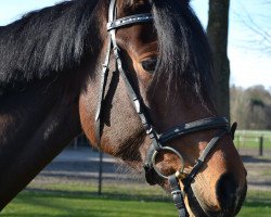 broodmare Princess of Peking W (Westphalian, 2013, from Peking)