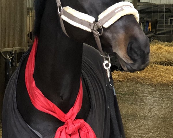 jumper Colisco (Oldenburg show jumper, 2011, from Collado)