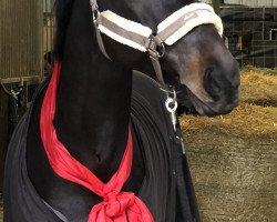 jumper Colisco (Oldenburg show jumper, 2011, from Collado)