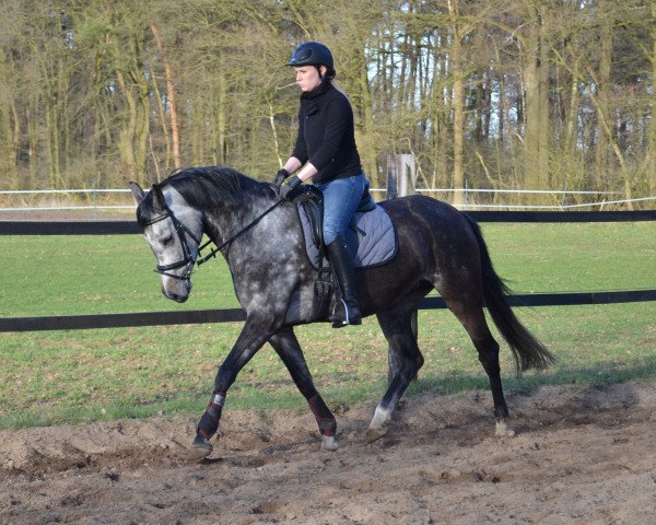 Zuchtstute Rocket Queen W (Westfale, 2012, von Rock Forever NRW)