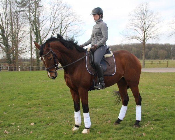 broodmare Call me Cindy (Hanoverian, 2013, from Conen)