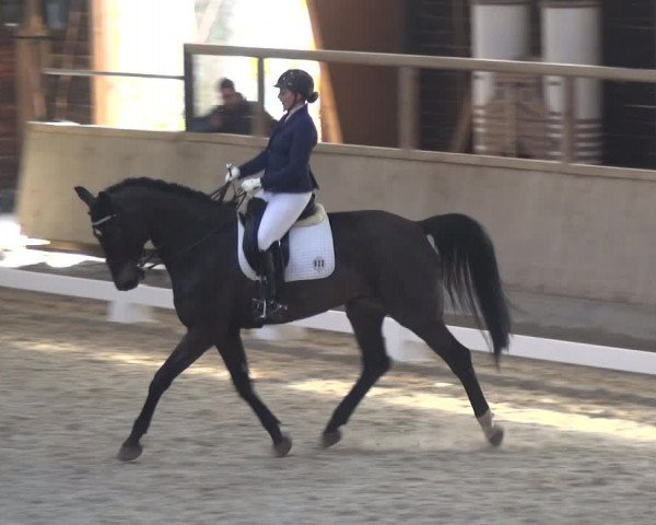 Reitturnier Heidelberg-Kirchheim 2018