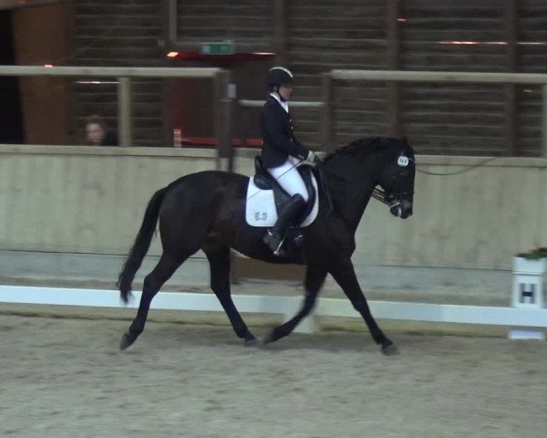 Reitturnier Heidelberg-Kirchheim 2018