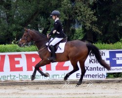 jumper Cijfer Een (KWPN (Royal Dutch Sporthorse), 2007, from Numero Uno)