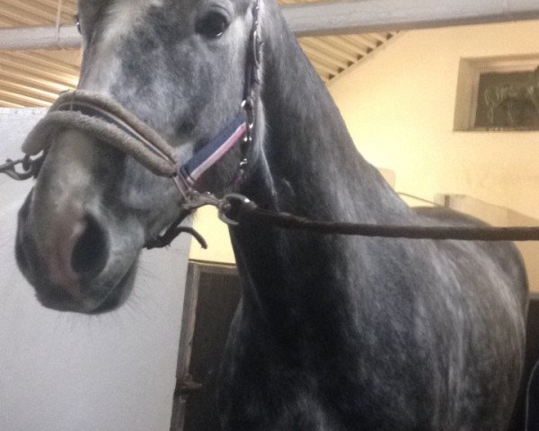 horse Kilian (polish noble half-breed, 2013, from Ringo)
