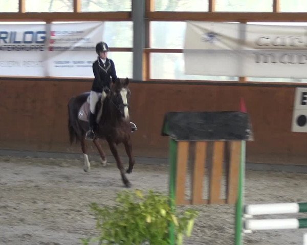Reitturnier Leichlingen-Witzhelden 2018