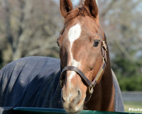 stallion Charismatic xx (Thoroughbred, 1996, from Summer Squall xx)