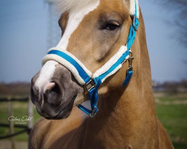 horse Saphir (Haflinger, 2014, from Stano)