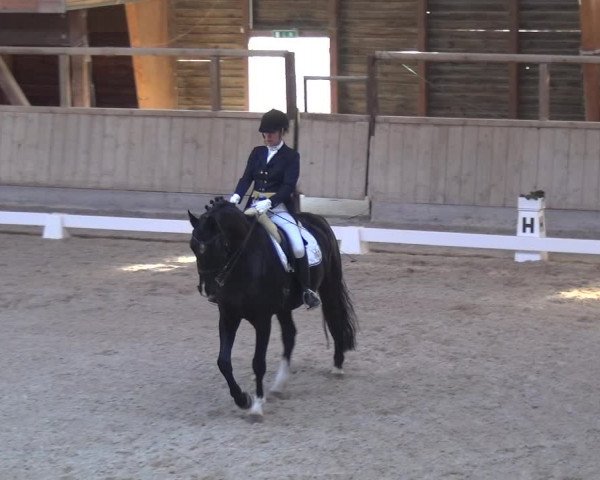 Reitturnier Heidelberg-Kirchheim 2018